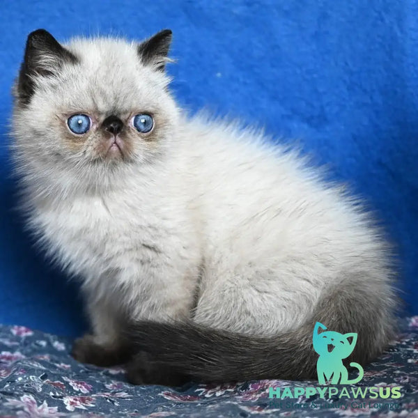 Aston Exotic male black pointed - live animals