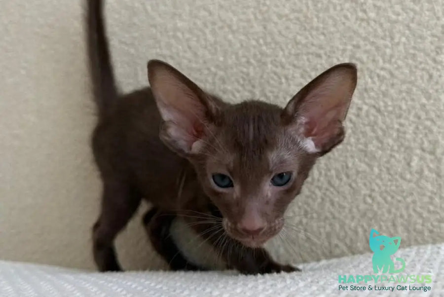 Aston Oriental Shorthair male chocolate - live animals