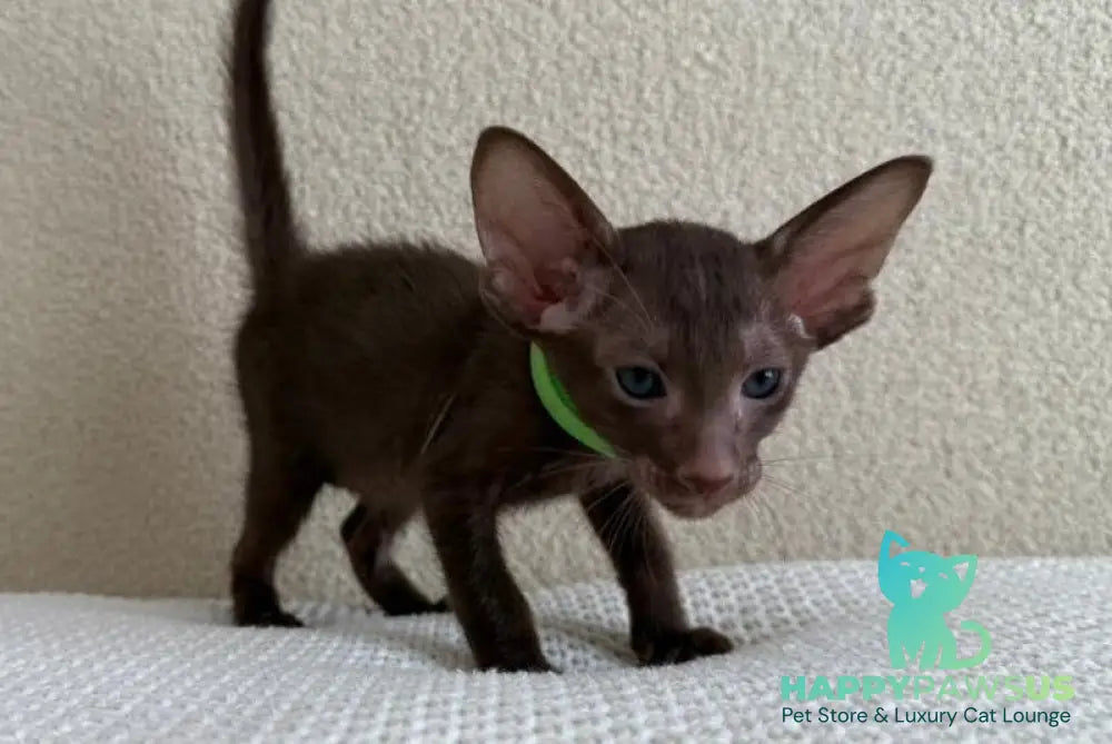 Aston Oriental Shorthair male chocolate - live animals