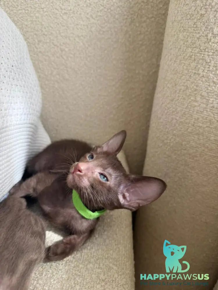 Aston Oriental Shorthair male chocolate - live animals