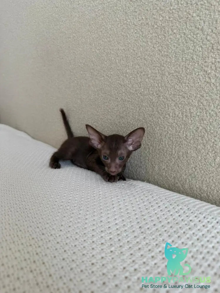 Aston Oriental Shorthair male chocolate - live animals