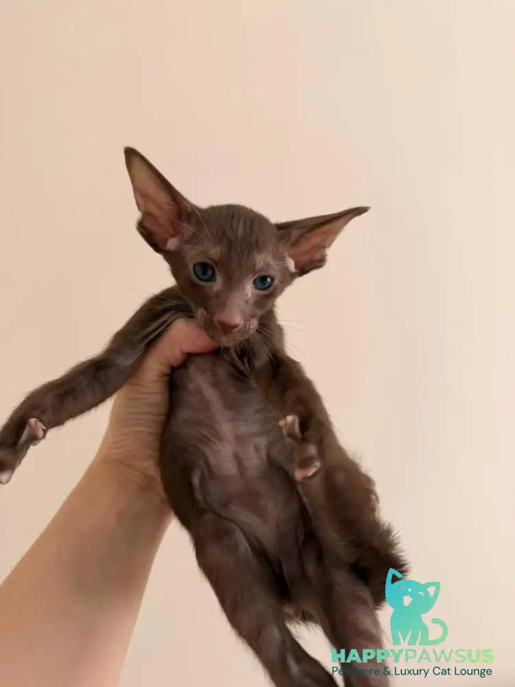Aston Oriental Shorthair male chocolate - live animals