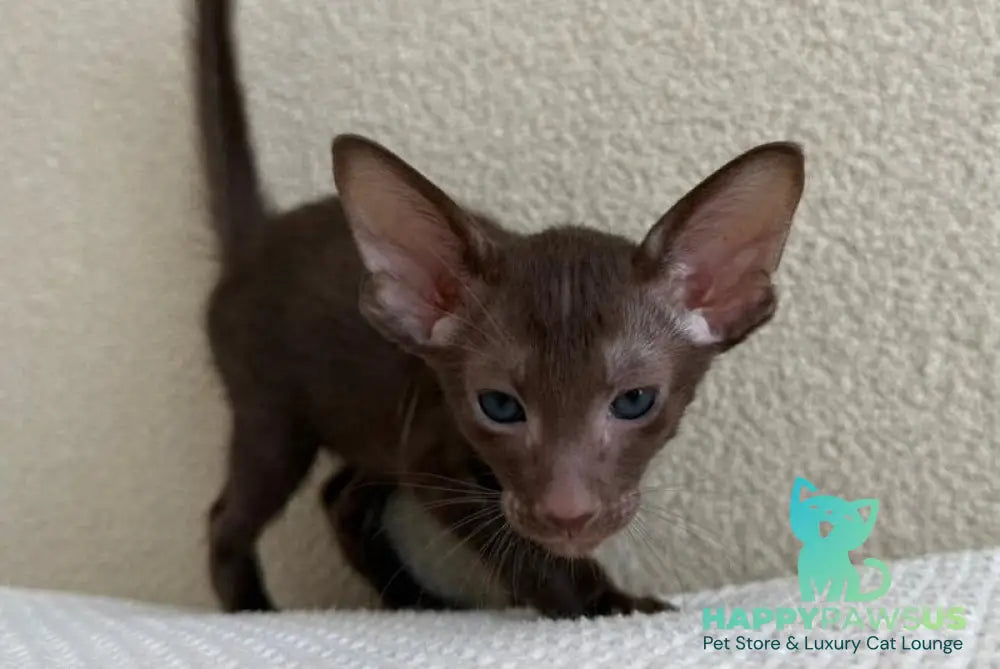 Aston Oriental Shorthair male chocolate - live animals