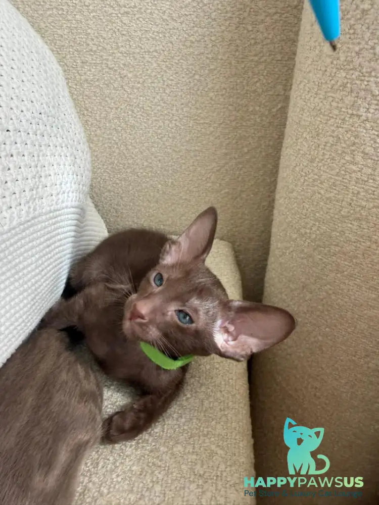 Aston Oriental Shorthair male chocolate - live animals
