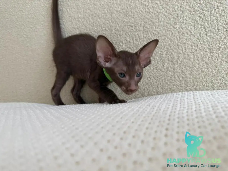 Aston Oriental Shorthair male chocolate - live animals