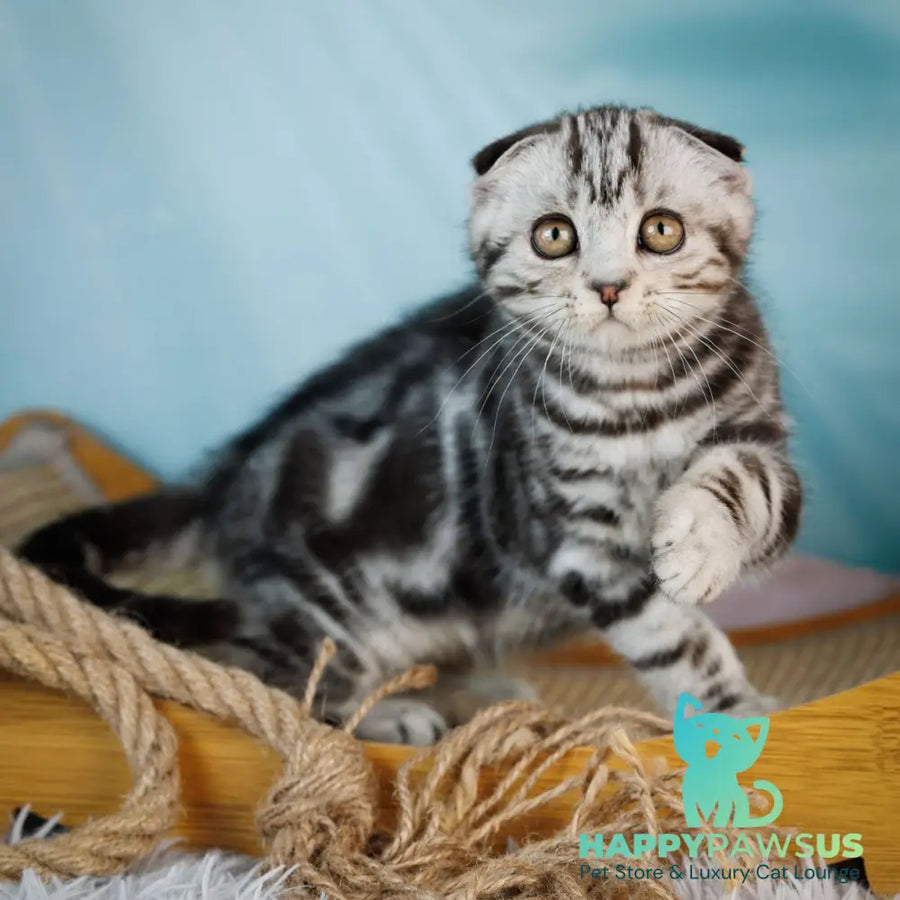 Aston Scottish Fold male black silver tabby - live animals
