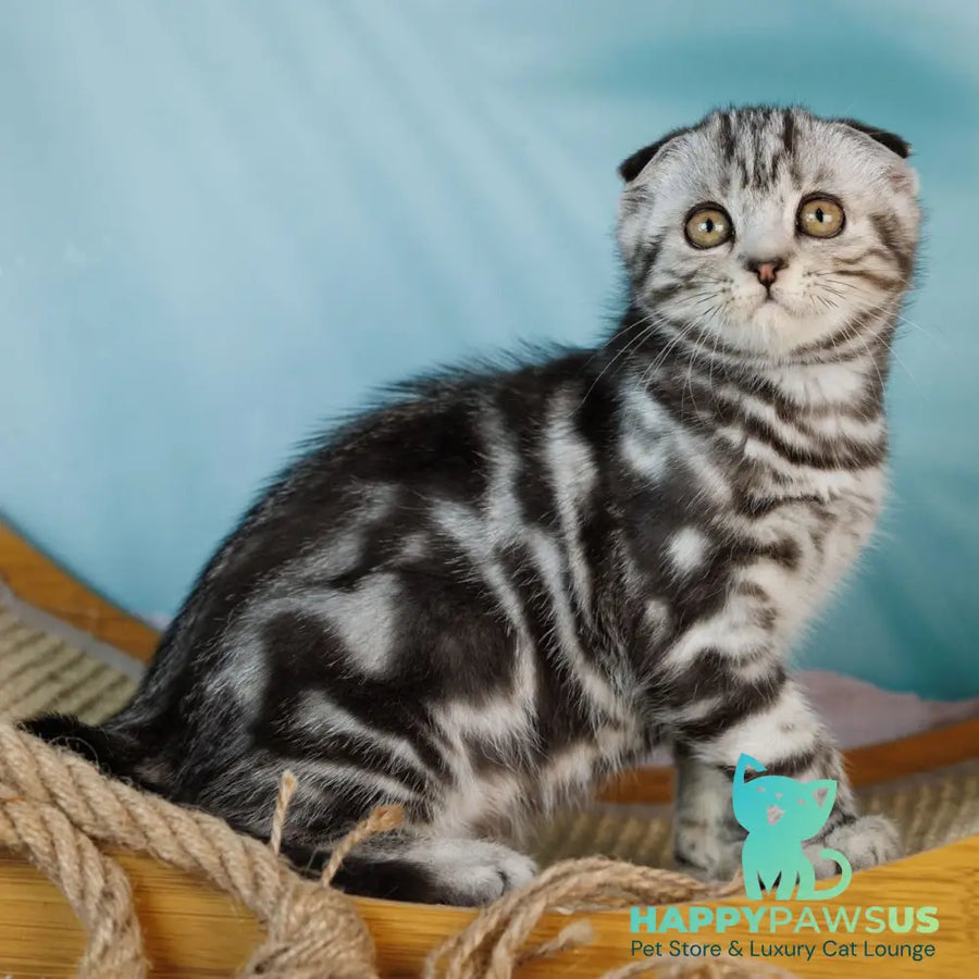 Aston Scottish Fold male black silver tabby - live animals