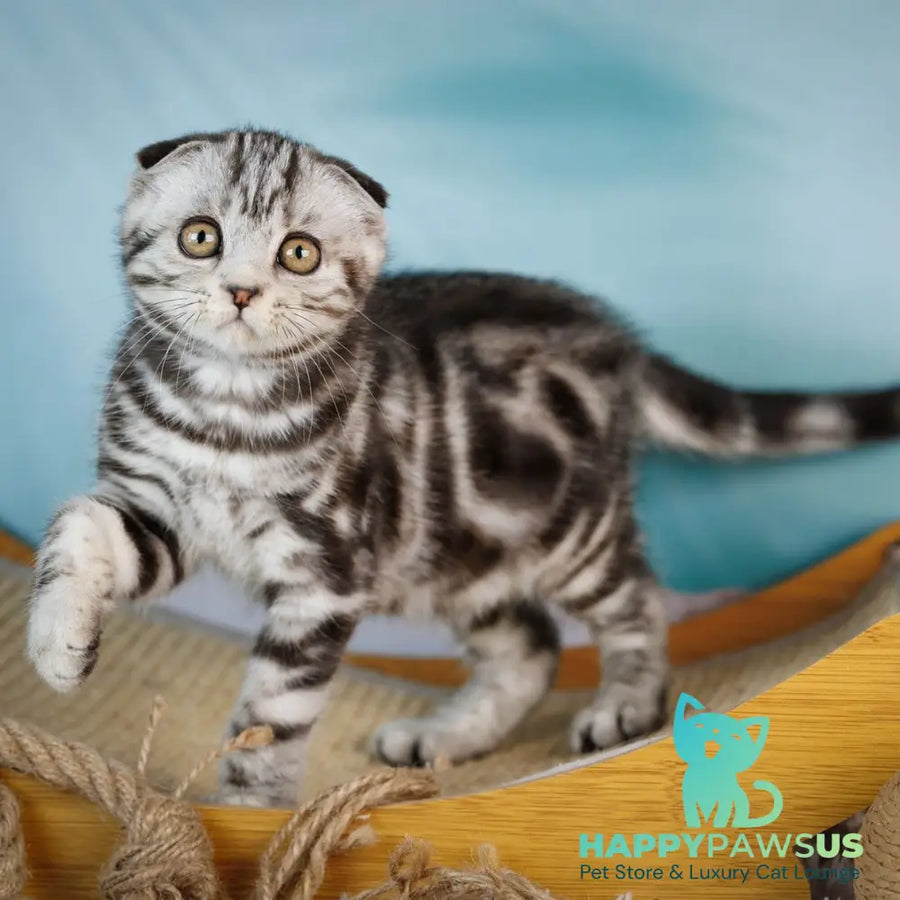 Aston Scottish Fold male black silver tabby - live animals