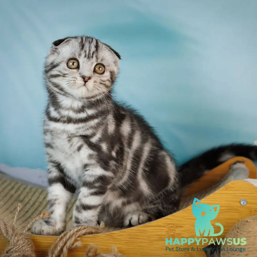 Aston Scottish Fold male black silver tabby - live animals
