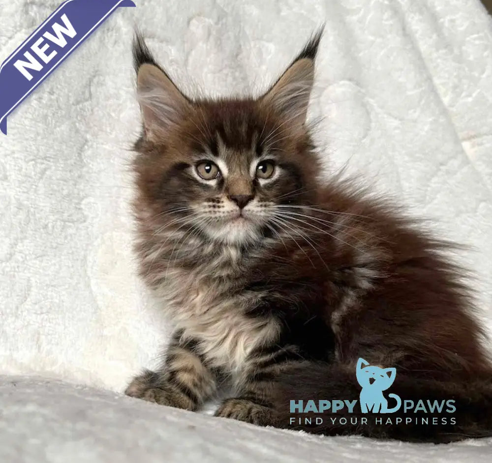 Astor Maine Coon polydactyl male black tabby live animals