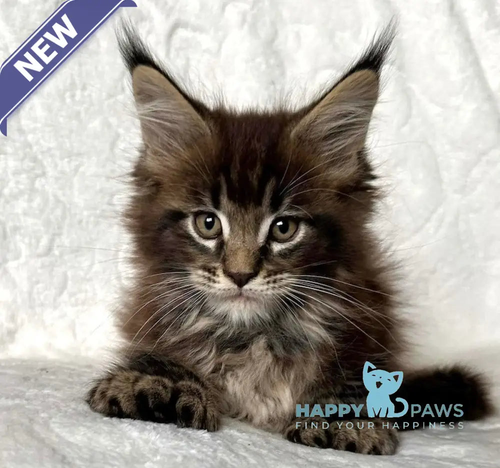 Astor Maine Coon polydactyl male black tabby live animals