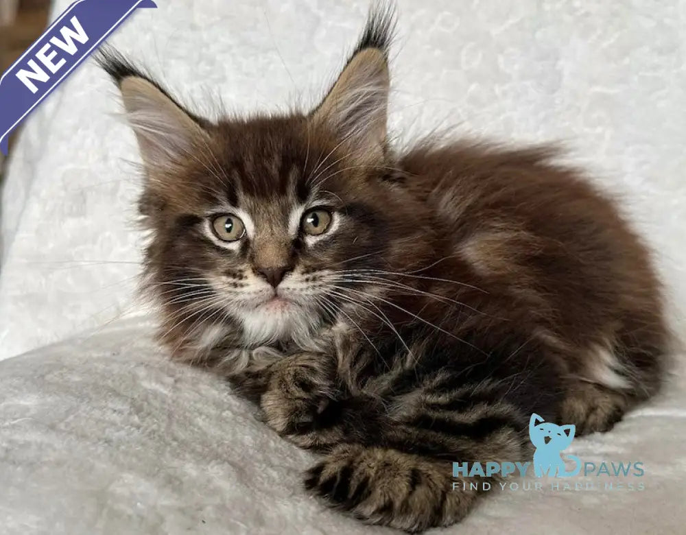 Astor Maine Coon polydactyl male black tabby live animals