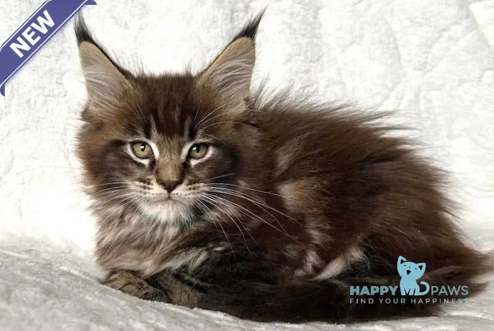 Astor Maine Coon polydactyl male black tabby live animals