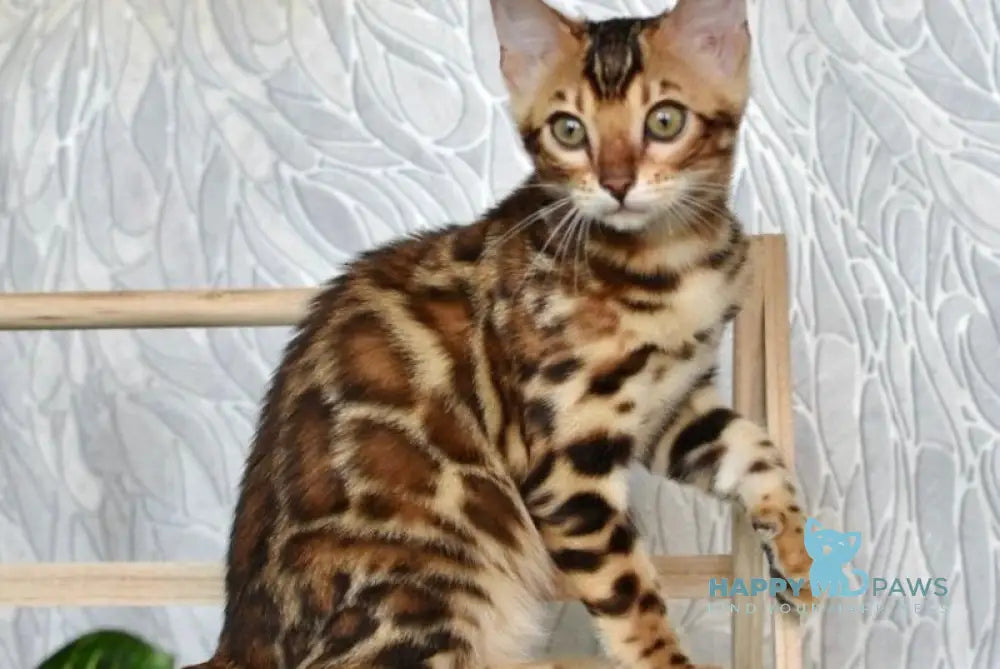 Astoria Bengal female black spotted tabby live animals