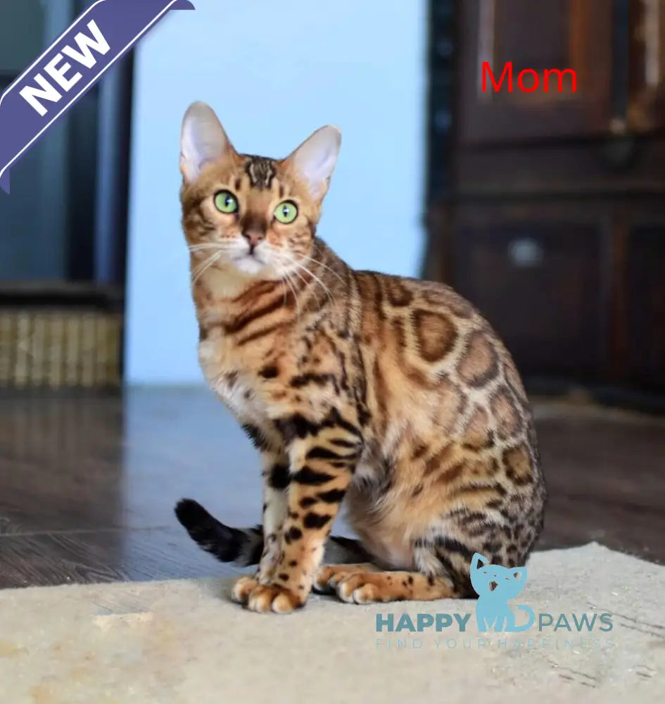 Astoria Bengal female black spotted tabby live animals
