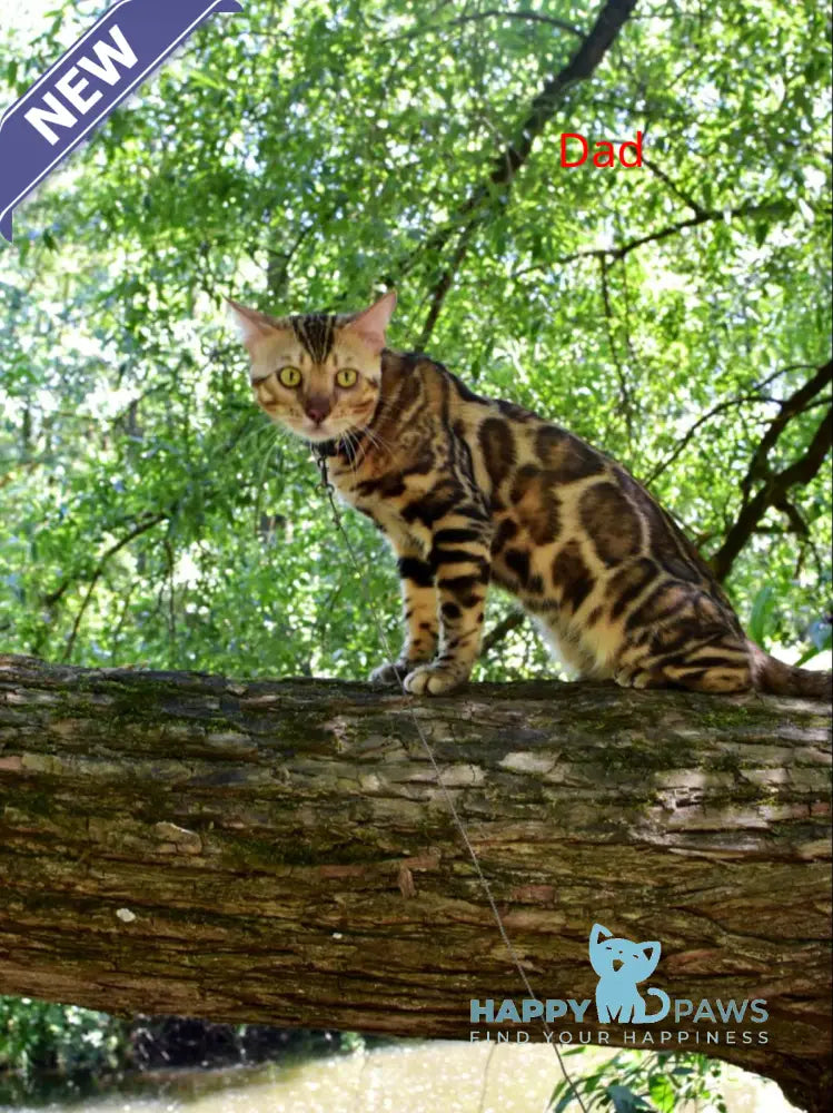 Astoria Bengal female black spotted tabby live animals