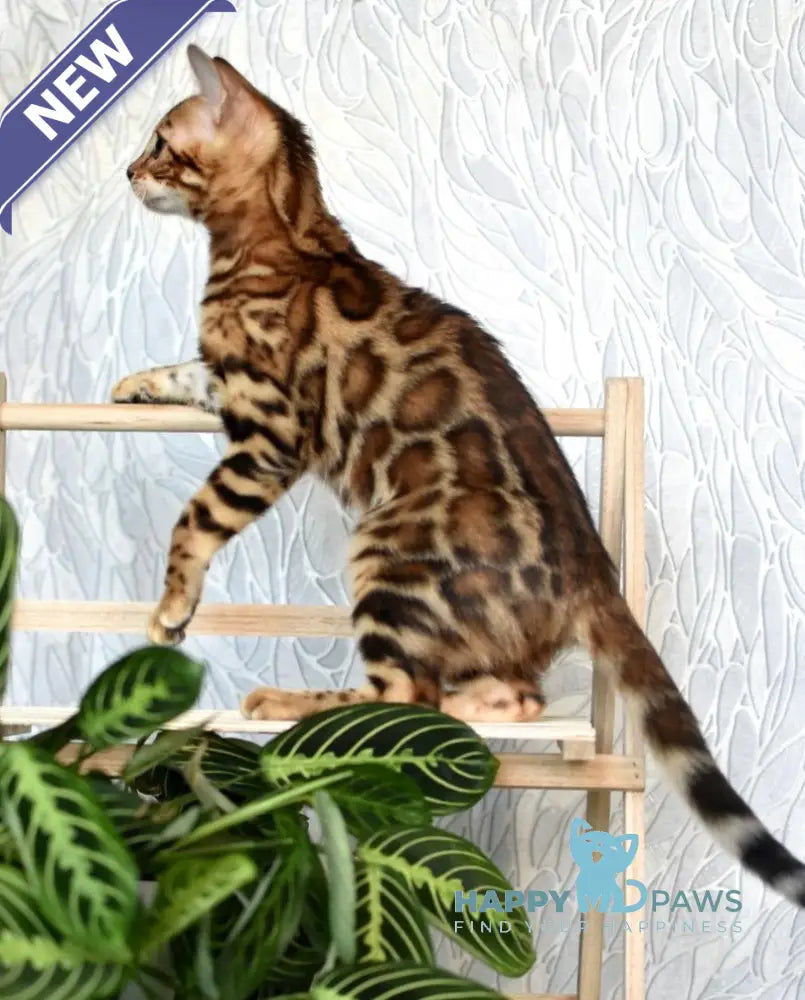 Astoria Bengal female black spotted tabby live animals