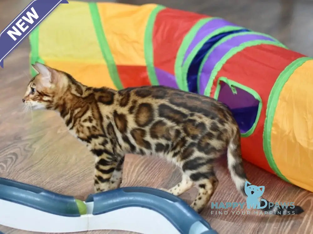 Astoria Bengal female black spotted tabby live animals