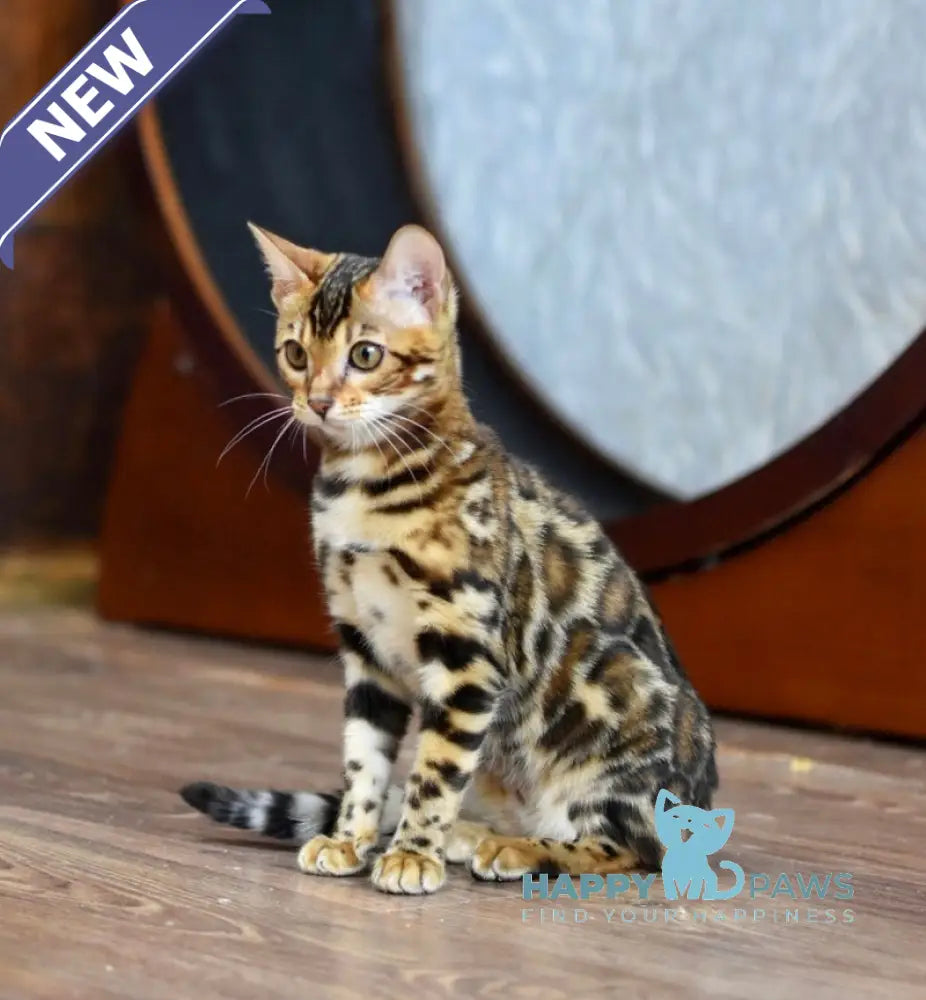 Astoria Bengal female black spotted tabby live animals