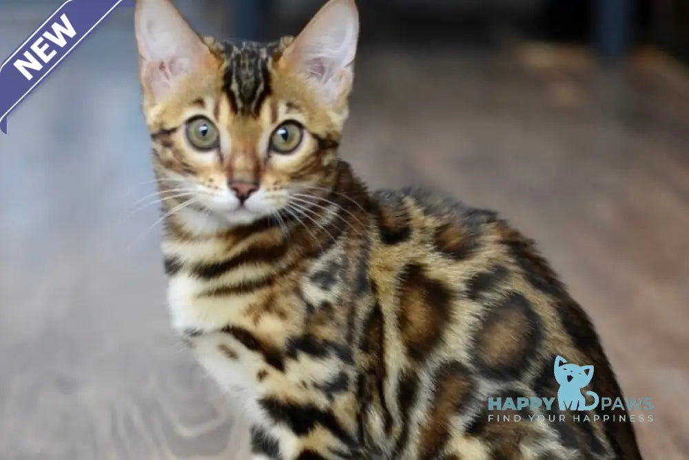 Astoria Bengal female black spotted tabby live animals