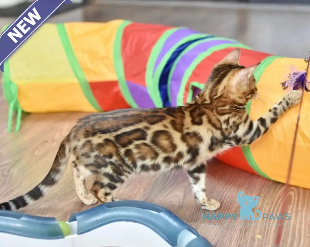 Astoria Bengal female black spotted tabby live animals