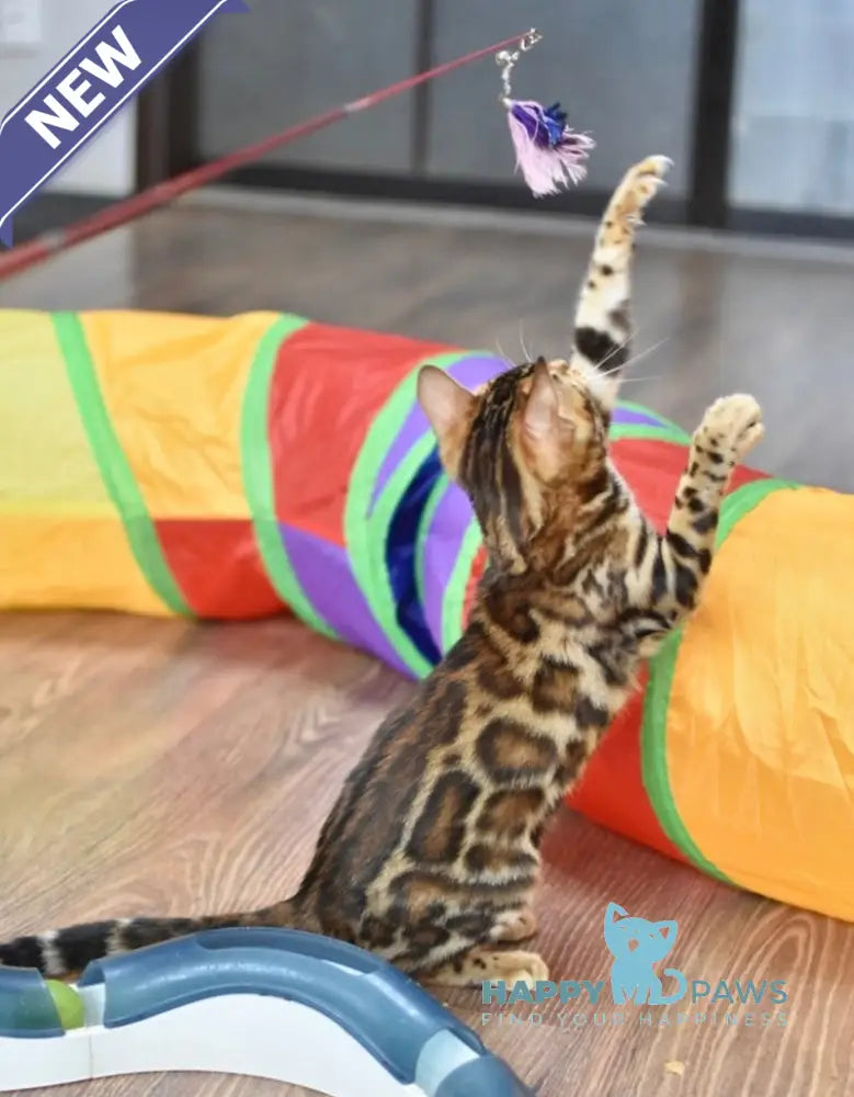 Astoria Bengal female black spotted tabby live animals