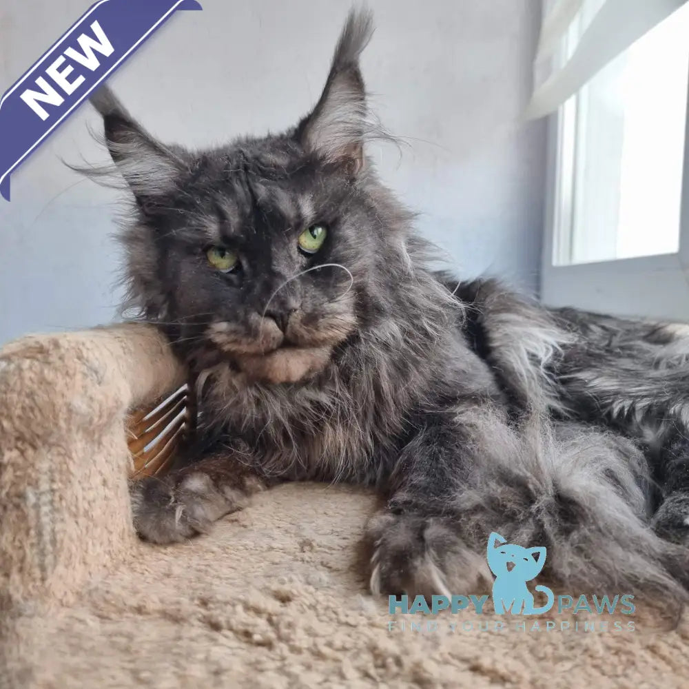 Astra Maine coon female black silver ticked tabby live animals