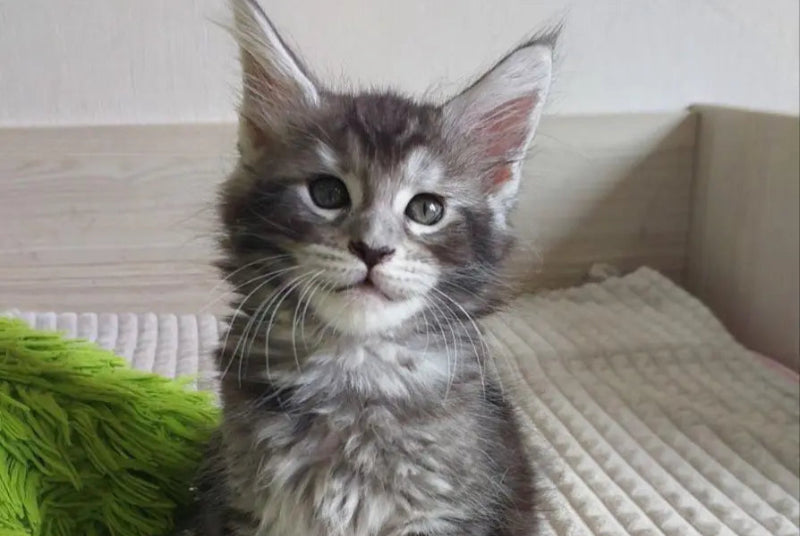 Astra Maine coon female black silver ticked tabby live animals