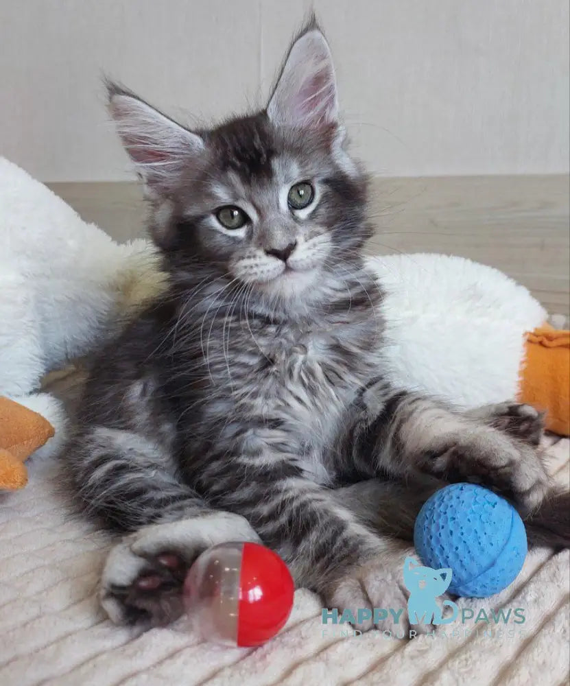 Astra Maine coon female black silver ticked tabby live animals