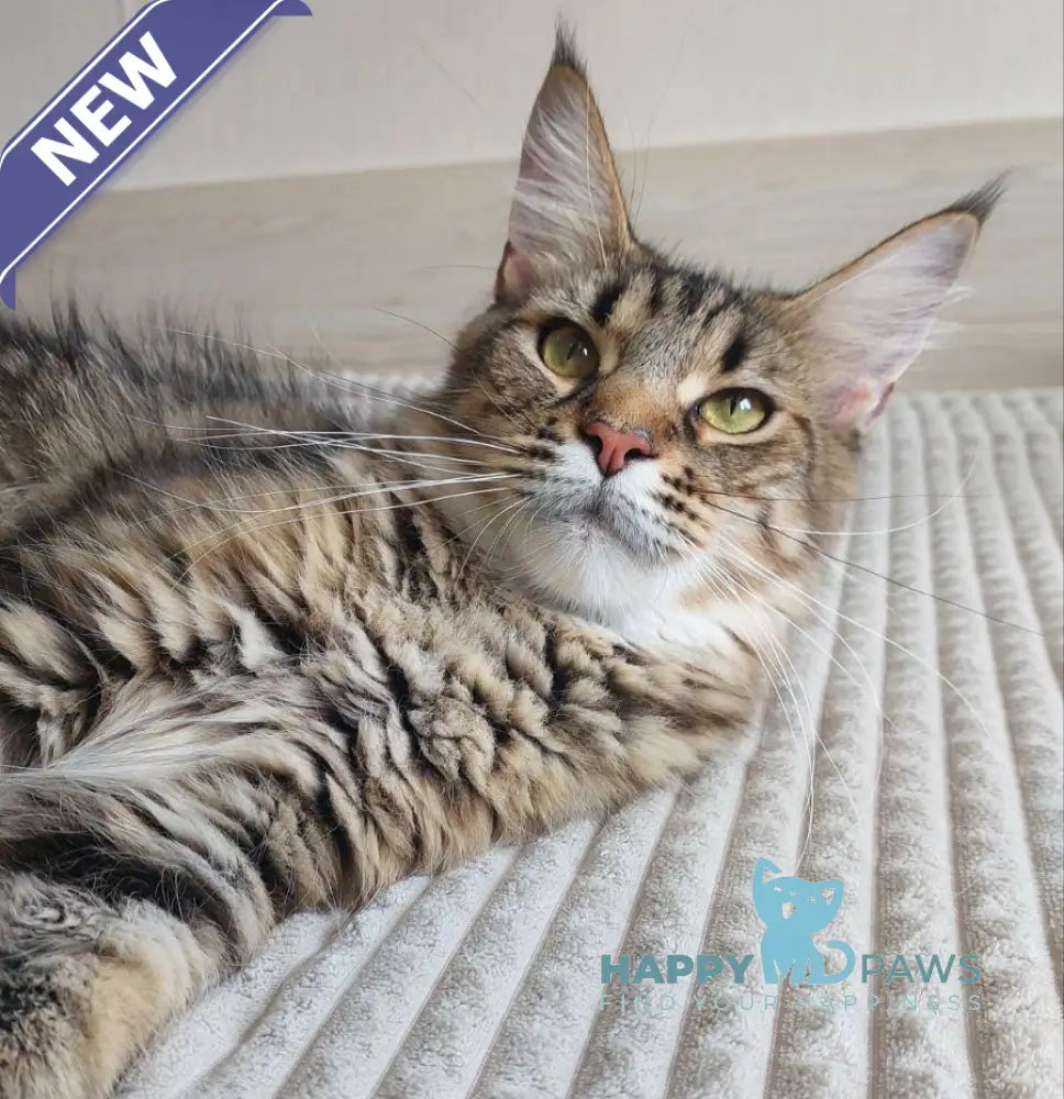 Astra Maine coon female black silver ticked tabby live animals
