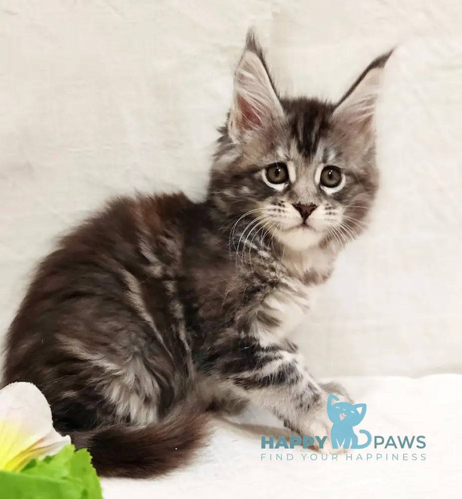 Astrid Maine Coon female black tortie silver tabby live animals