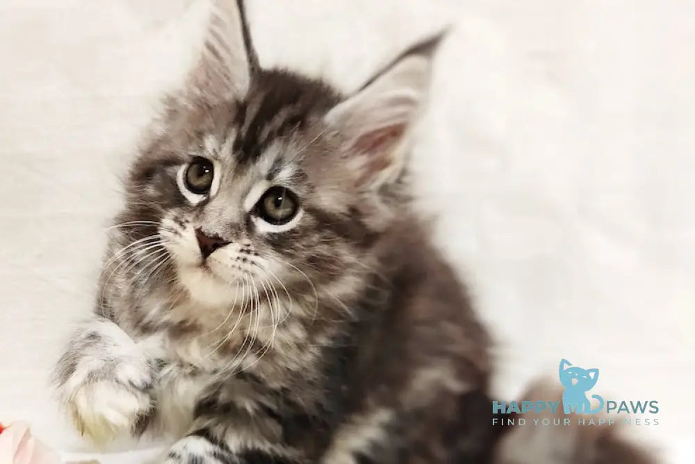 Astrid Maine Coon female black tortie silver tabby live animals