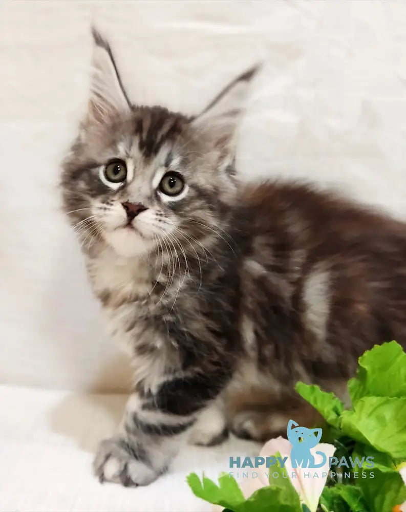 Astrid Maine Coon female black tortie silver tabby live animals