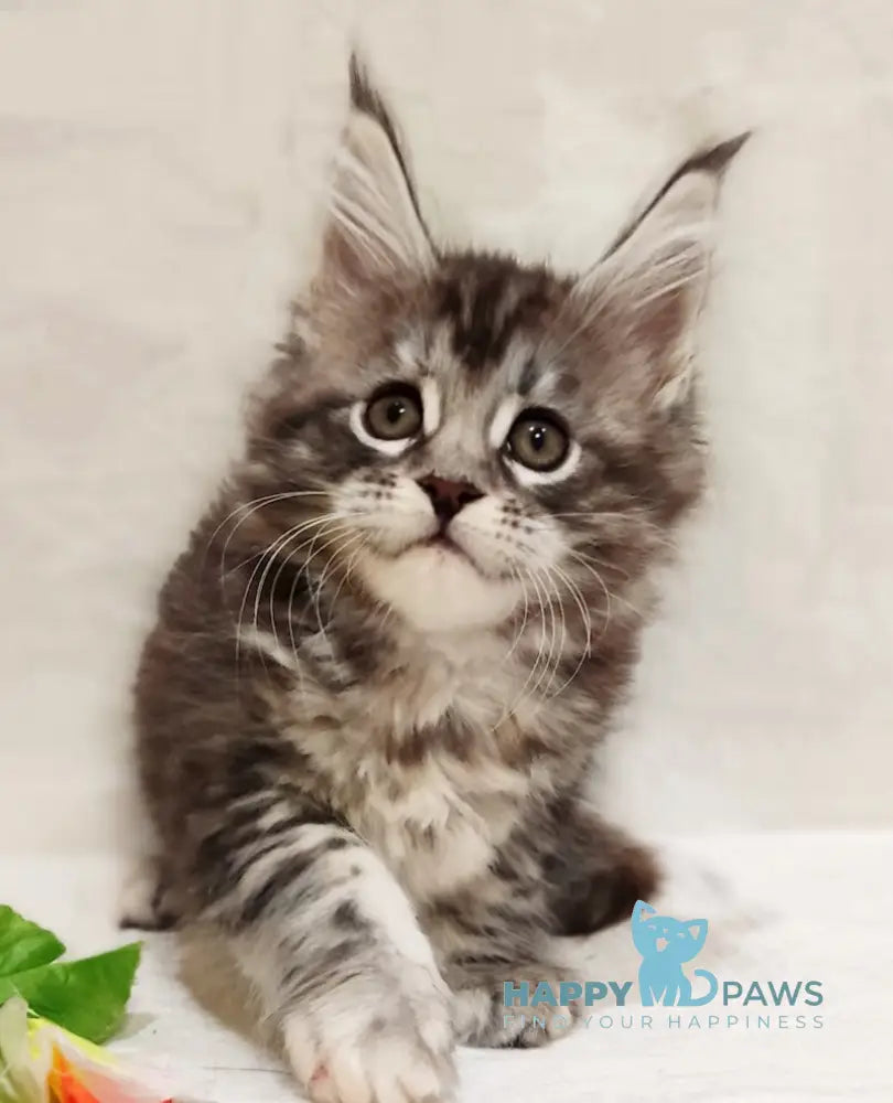 Astrid Maine Coon female black tortie silver tabby live animals