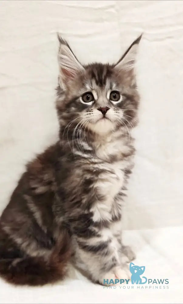 Astrid Maine Coon female black tortie silver tabby live animals