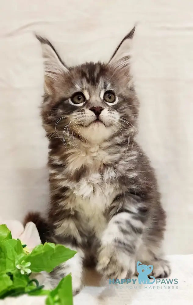 Astrid Maine Coon female black tortie silver tabby live animals