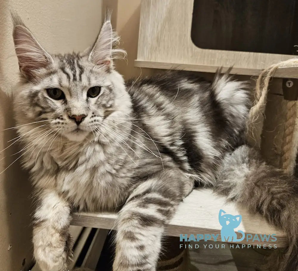 Astro Maine Coon male black silver tabby live animals