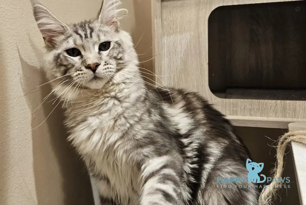 Astro Maine Coon male black silver tabby live animals