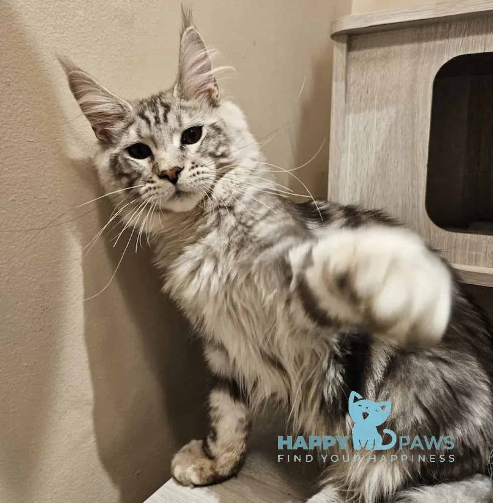 Astro Maine Coon male black silver tabby live animals