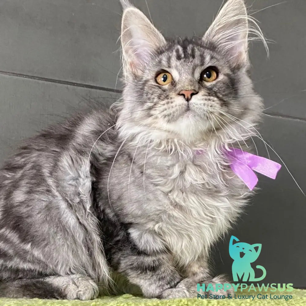 Asuncion Maine Coon male black tabby - live animals