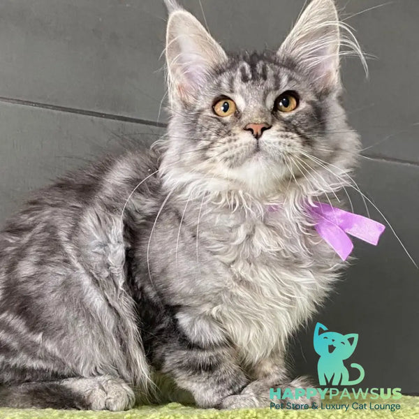 Asuncion Maine Coon male black tabby - live animals