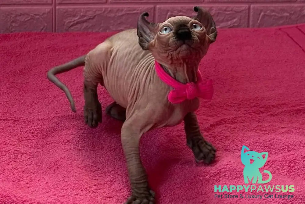 Asya Elf female seal mink - live animals