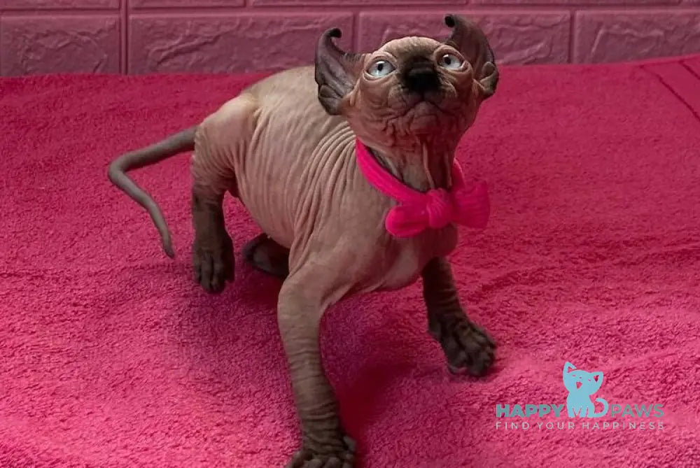 Asya Elf female seal mink - live animals