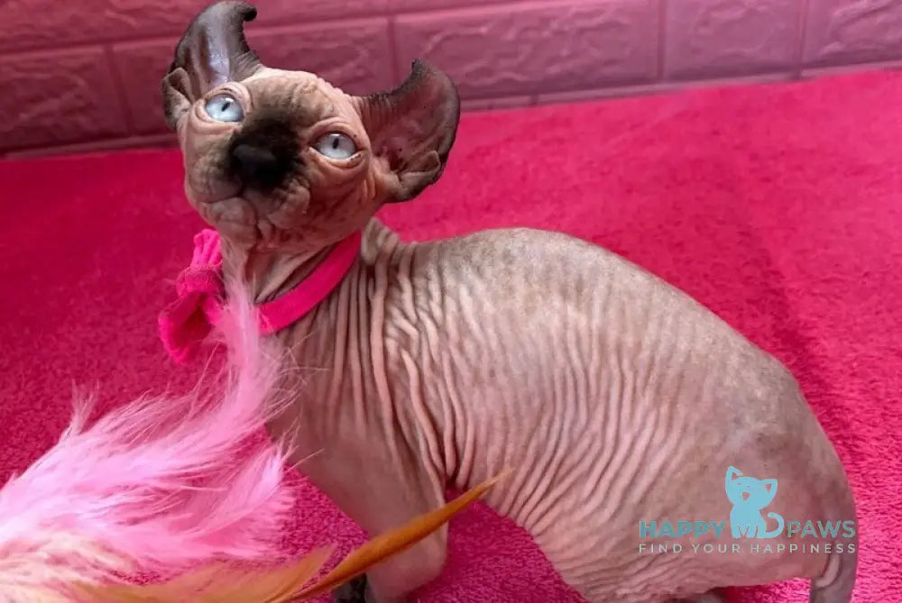 Asya Elf female seal mink - live animals