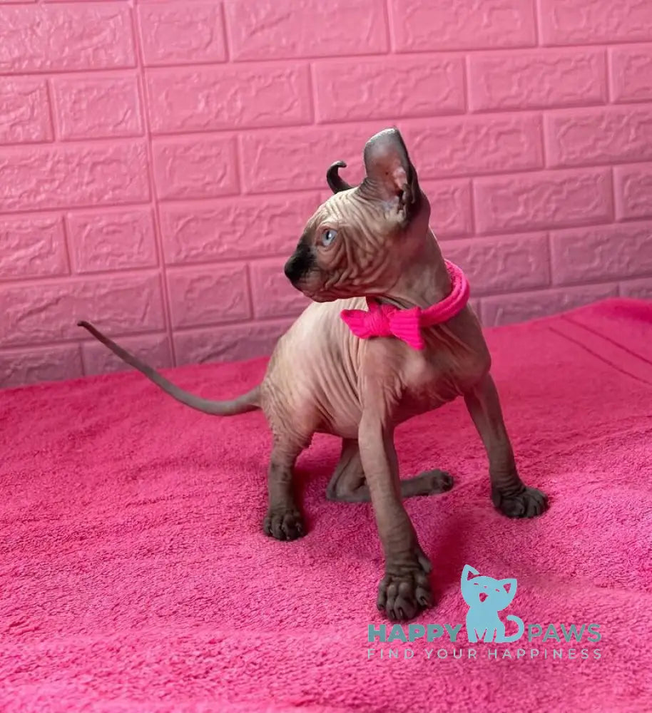 Asya Elf female seal mink - live animals