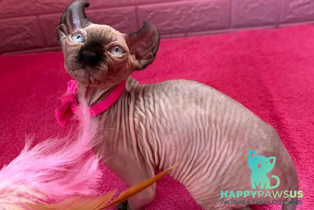 Asya Elf female seal mink - live animals