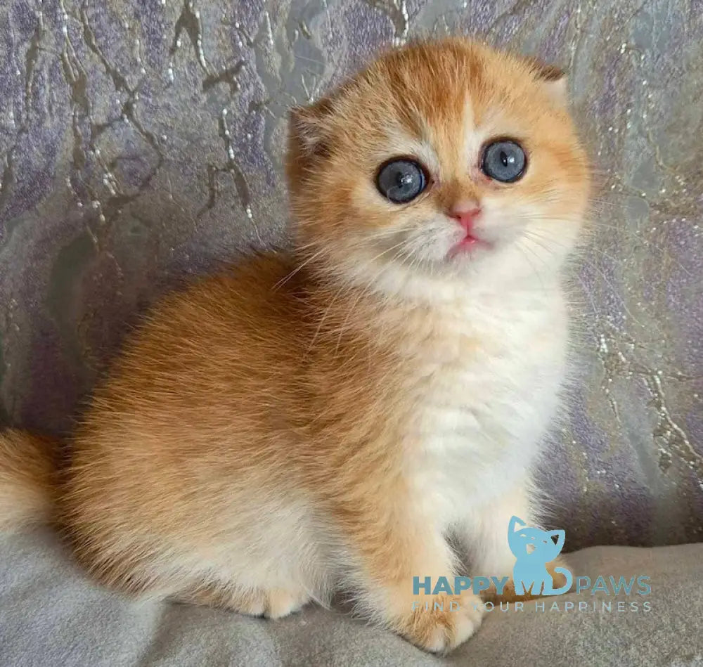 Asya Scottish Fold female black golden shaded live animals