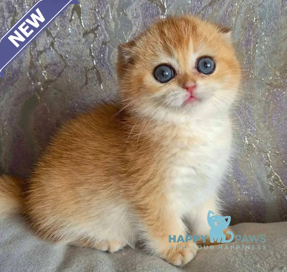 Asya Scottish Fold female black golden shaded live animals