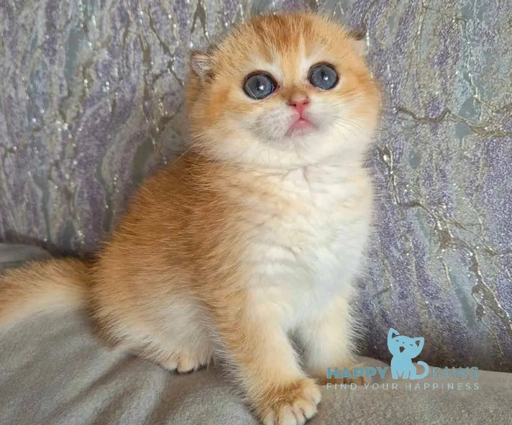 Asya Scottish Fold female black golden shaded live animals