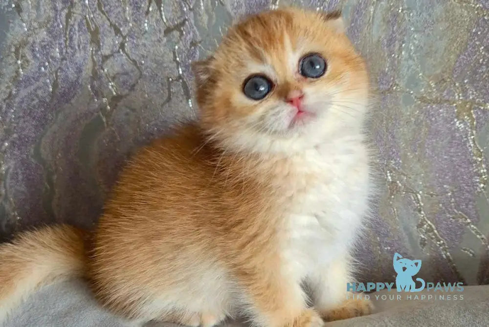 Asya Scottish Fold female black golden shaded live animals
